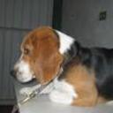 Ringo