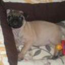 Otto