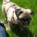Otto
