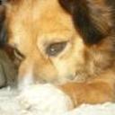 Bobi