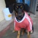 Drako