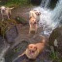 Sammy, nala, maya, boddy