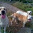 Sammy, nala, maya, boddy