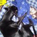Blacky