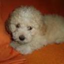 Copito