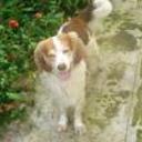 Cuko