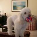 Chiqui