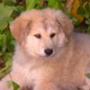 Nala