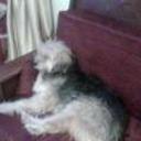 Chispita