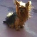 Toto
