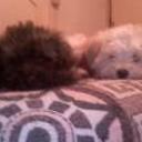 Motty & blondie