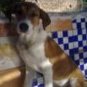 Guss