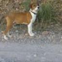 Guss