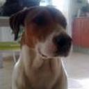 Guss