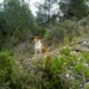 Guss