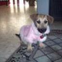 Lady