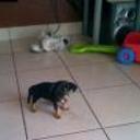 Indio