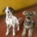 Zeuz y brandy