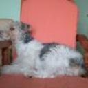 Pipi