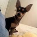 Pericles