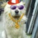 Lobo