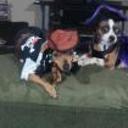 Locky y luneta