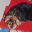 Chiqui