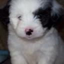 Ozzie