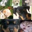 Jerry,balto,barry,roco,mickey,triko,puma y guerrero