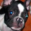 Moll