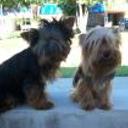 Bianca y benja