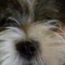 Copito