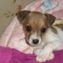 Chica