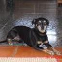 Curro