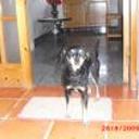 Curro