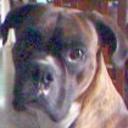 Rocco