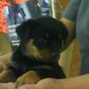Rott