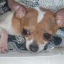 Chui