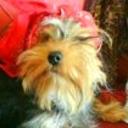 Pancho