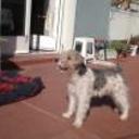 Pipi