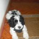 Docky