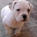 Chumi