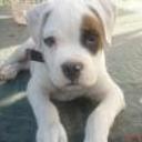 Bocha