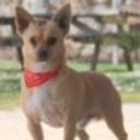 Chirlo