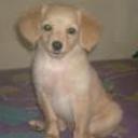 Chispa