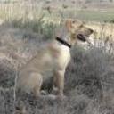 Sandi