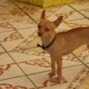 Campanit