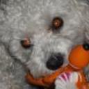 Copito