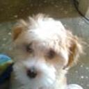 Panke