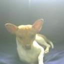 Willo